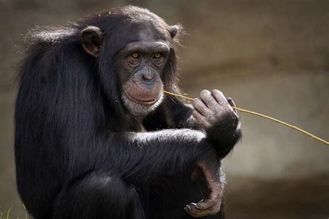 10 Interesting Facts About Monkeys You Never Knew Depth World