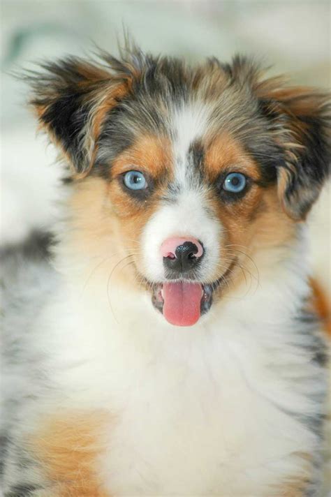 Browse aussie breeders in pa, as well as indiana, new york, ohio. Miniature Australian Shepherd Dog Breed » Everything About ...