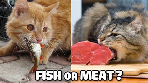 Our guide to the healthiest choices for your baby cat. Funny Cats | Cats Vs Food: Fish Or Meat? What does cat ...