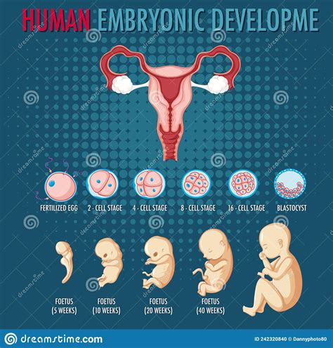 Diagrama Que Mostra O Desenvolvimento Embrionário Humano Ilustração do