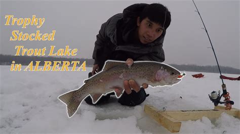 Trophy Stocked Trout Lake In Alberta Big Rainbows And Brown Trout Youtube