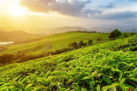 Green Tea Leaves At Tea Plantation In Rays Of Sunset Stock Image
