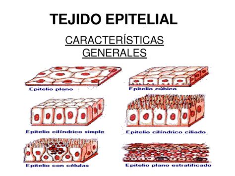 Características Tejido Epitelial