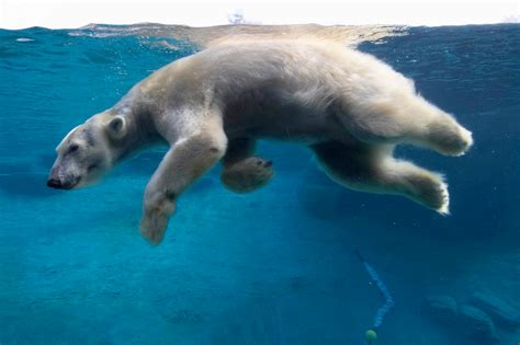 Download Underwater Swimming Animal Polar Bear Hd Wallpaper