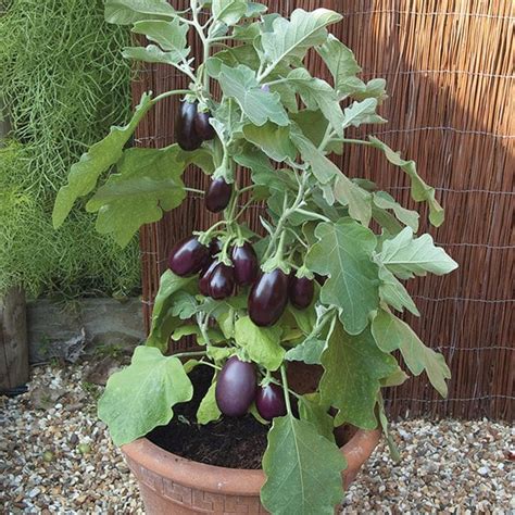 Knows not just english and italian, but 97 other. 21 Plants To Grow For An Edible Italian Garden | Italian ...