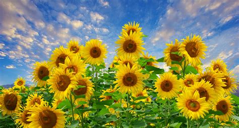 Sunflower Field Flowers Sky Free Stock Photo Public Domain Pictures
