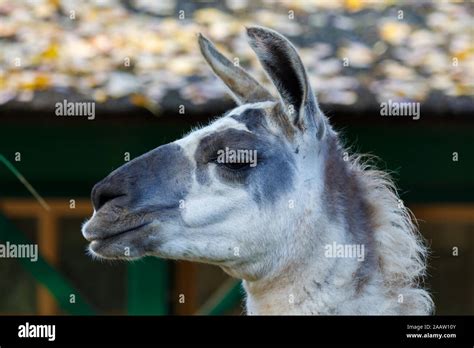 Profile Llama Animal Head Hi Res Stock Photography And Images Alamy