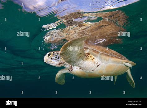 Green Sea Turtle Chelonia Mydas Taking A Breath On The Surface In