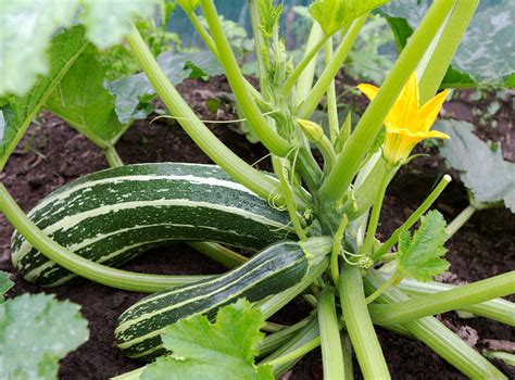 Combine the zucchini, oil, and seasoning in a bowl and toss until coated. Information About Pruning Zucchini Plants