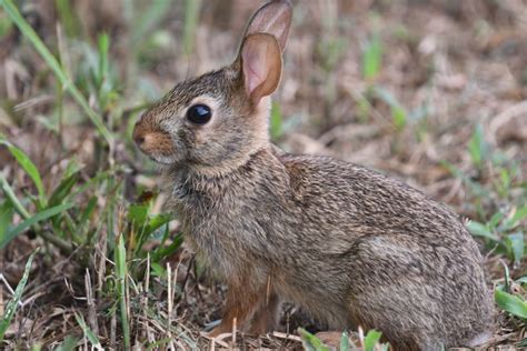Eastern Cottontail Rabbit Facts Behavior And Care Guide Pet Breeezy
