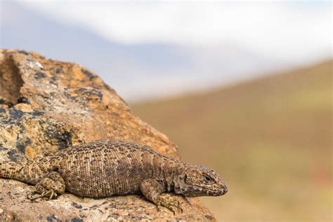 South American Lizards Are Breaking An Evolutionary Golden Rule Abc News