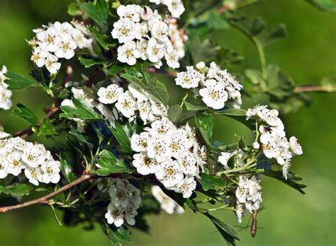 Hawthorn Uses Medicinal Properties And Nutrition Britannica