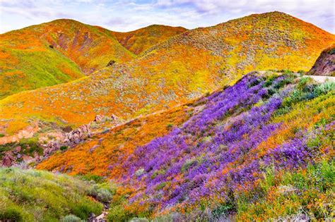 Where To See Californias Super Blooms