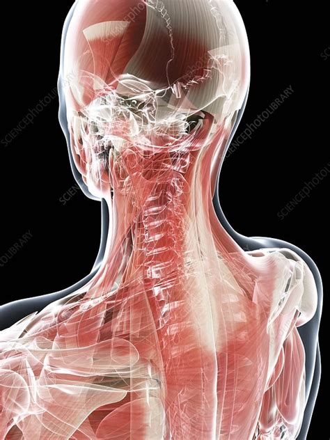 Male Musculature Artwork Stock Image F0068479 Science Photo Library