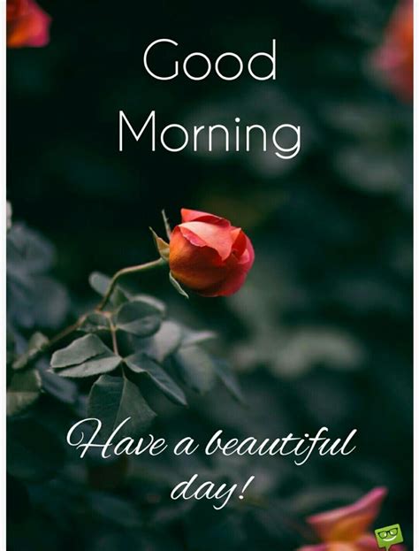 Beautiful Good Morning Wishes 1080x1421 Wallpaper