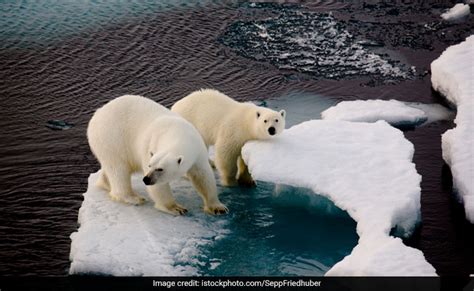Russian Arctic Islands Sound Emergency Over Invasion By Polar Bears