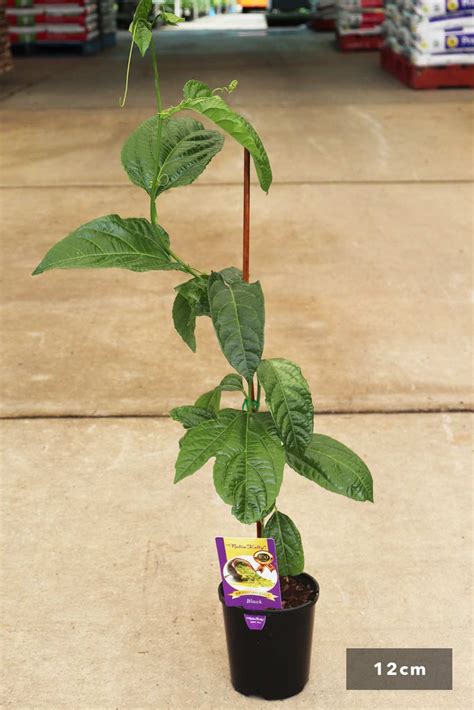 passiflora edulis nellie kelly black grafted dinsan nursery