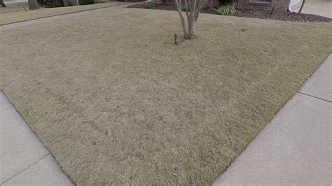 How Does Zeon Zoysia In Dallas Area Look When It Is Dormant In The