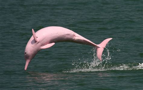 River Dolphin Explore Zoology