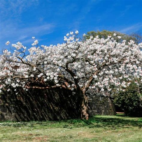 Mount Fuji Flowering Cherry