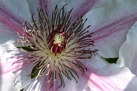Images Gratuites Fleur Pétale Floraison Botanique Grimpeur Rose
