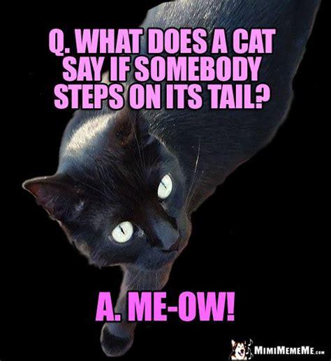 Black Cat Joke Q What Does A Cat Say If Somebody Steps On Its Tail A