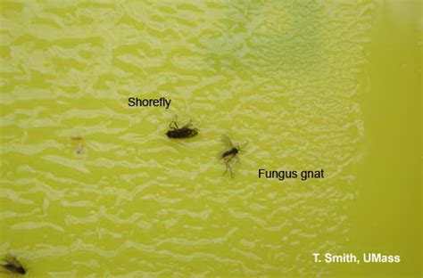 Greenhouse And Floriculture Fungus Gnats And Shore Flies Umass Center