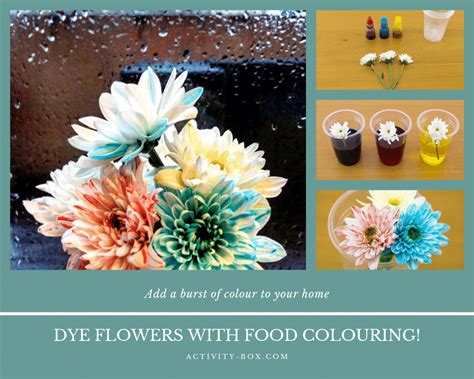 How To Dye Flowers With Food Colouring Activitybox