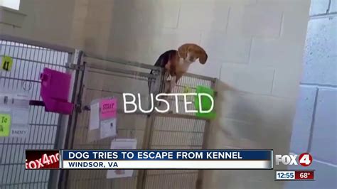 Dog Tries To Escape From Kennel Youtube