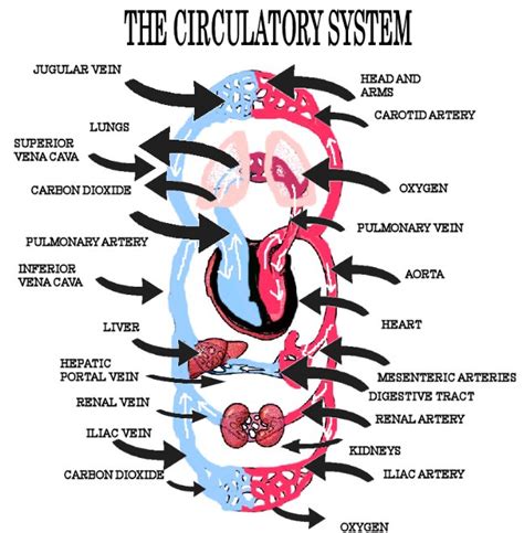 Picture Of The Circulatory System With Labels