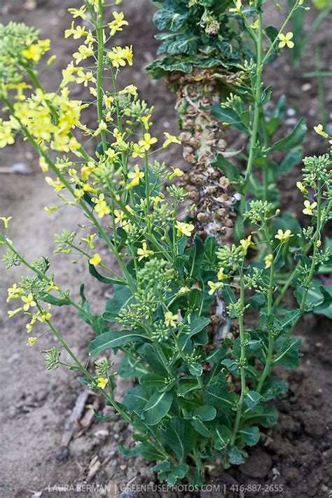 Mar 29, 2021 · harvesting brussels sprouts begins around mid october and can go through a mild winter if you just harvest individual sprouts rather than the whole plant. Flowering brussel sprout plants | GreenFuse Photos: Garden ...