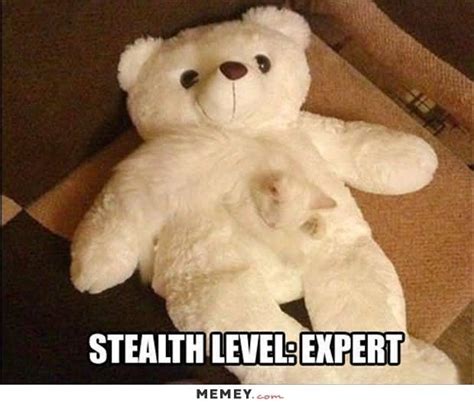 Funny Teddy Bear Memes All In One Photos