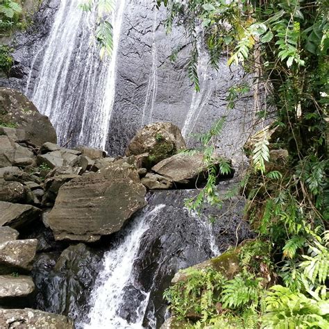 Catarata La Coca Bosque Nacional El Yunque 2022 Qué Saber Antes De Ir Lo Más Comentado Por