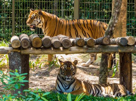 Zoo Cage Stock Photos Pictures And Royalty Free Images Istock