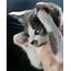 Gallery 16 Adorable Pictures Of Really Cute Kittens  Metro UK