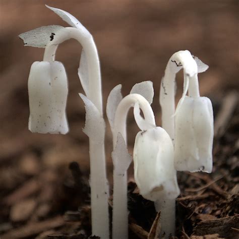 Ghost Pipe Monotropa Uniflora Flower Leaf Uses Picturethis