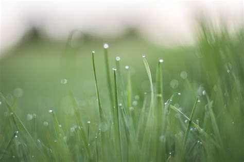 Free Images Water Nature Dew Light Growth Sun Field Lawn