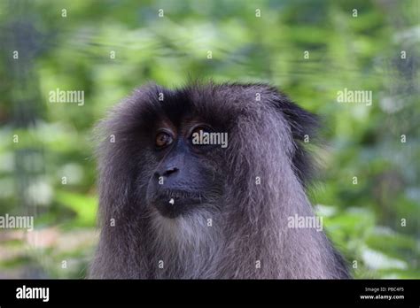 Lion Tailed Macaque Macaca Silenus Stock Photo Alamy