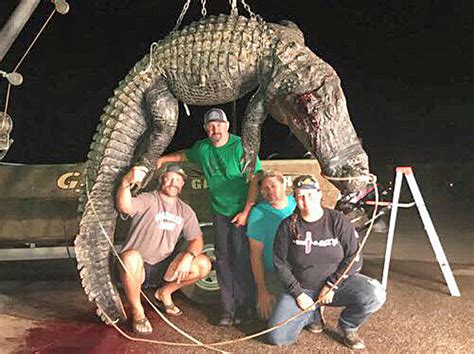Alabama Hunters Take 144 Alligators Outdoor Alabama