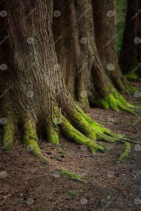 Mystical Woods Natural Green Moss On The Old Oak Tree Roots Natural