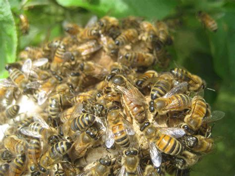 What Is Swarming Bee Mentor Beekeeping Native Bees Education And