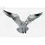Download Free Png Seagull Transparent Images Background 