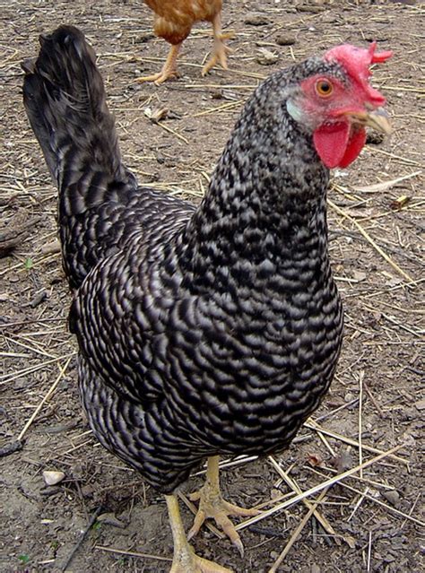 Check spelling or type a new query. 10 Best Chicken Breeds for Homestead or Backyard Chicken ...