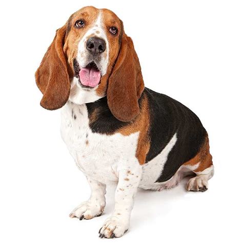 Basset Hound Dog Breed Profile Personality Facts