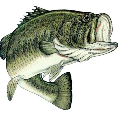 The Best Free Largemouth Clipart Images Download From 31 Free Cliparts Of Largemouth At Getdrawings