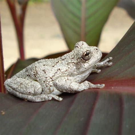 Copes Tree Frog Facts And Pictures