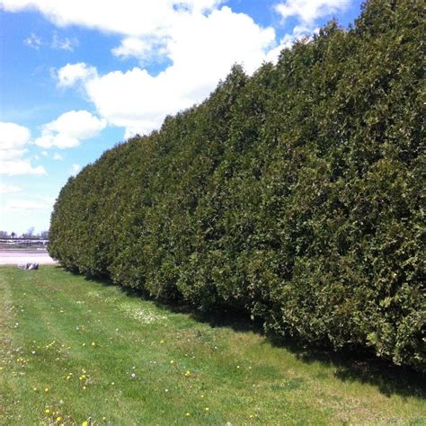 Thuja Occidentalis Nigra From Neil Vanderkruk Holdings Inc