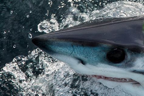 Shortfin Mako Shark Threatened By Overfishing Sharknewz