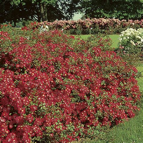 Red Meidiland Groundcover Rose