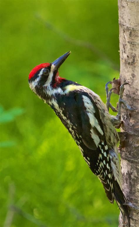 The sapsuckers are four species of north american woodpeckers in the genus sphyrapicus. The Yukon